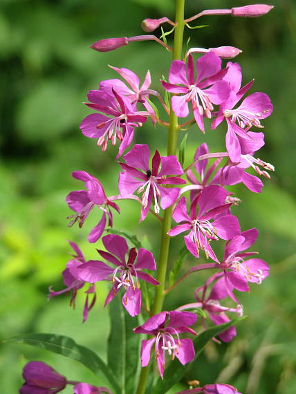 Vrbovka úzkolistá (Chamerion angustifolium)