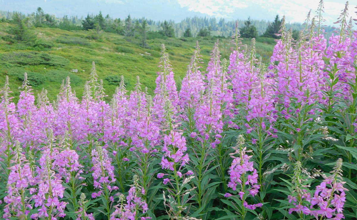 Vrbovka úzkolistá (Chamerion angustifolium)