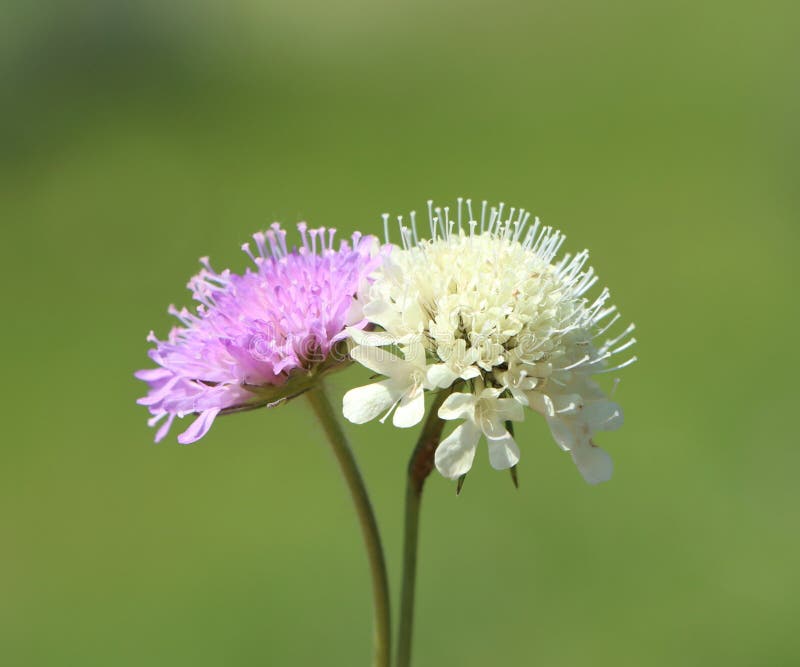 Hlaváč žltkastý (Knautia ochroleuca)