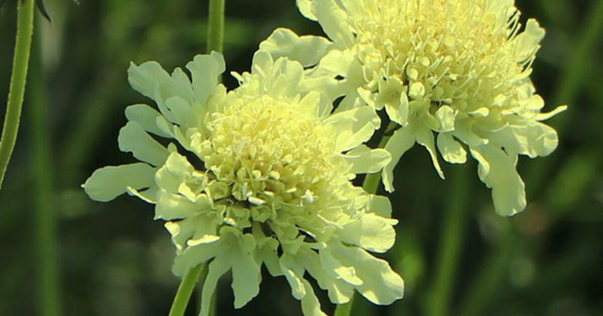 Hlaváč žltkastý (Knautia ochroleuca)