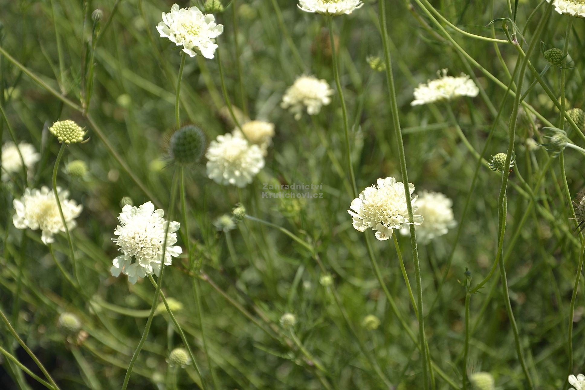 Hlaváč žltkastý (Knautia ochroleuca)