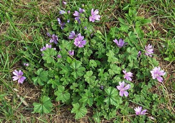 Slez lesný (Malva sylvestris)