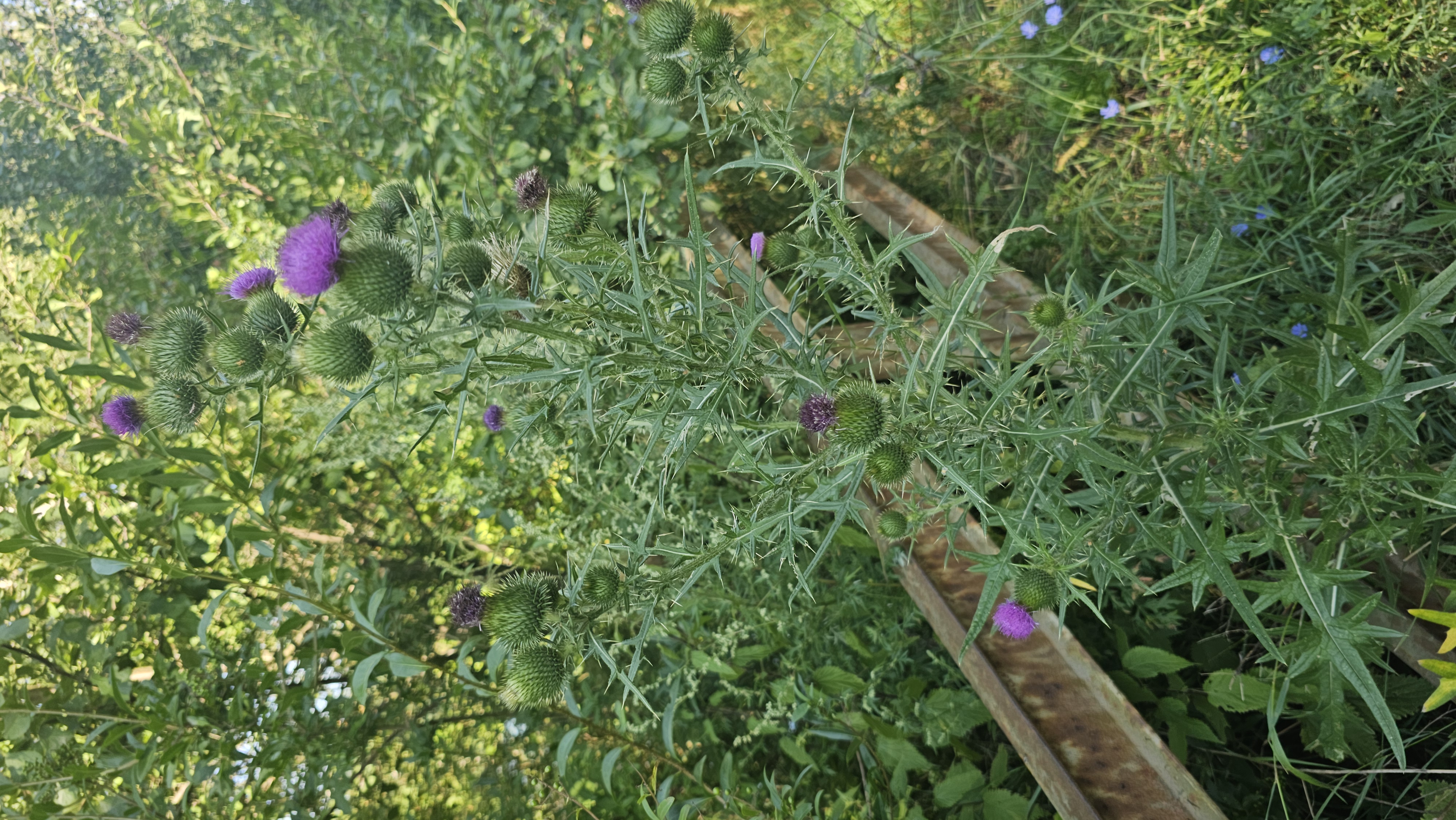 Pichliač obyčajný (Cirsium vulgare)