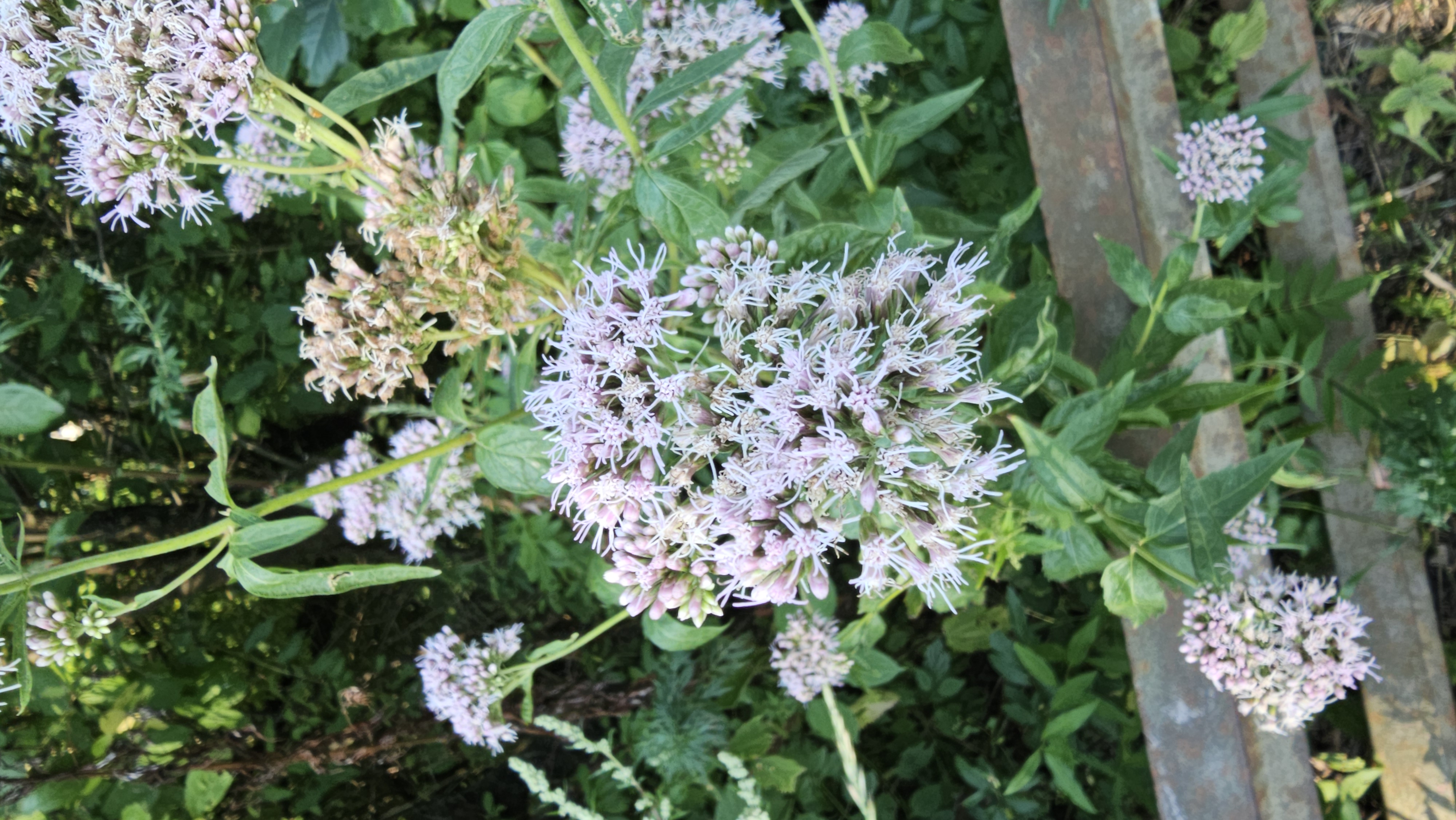 Konopáč obyčajný (Eupatorium cannabinum)