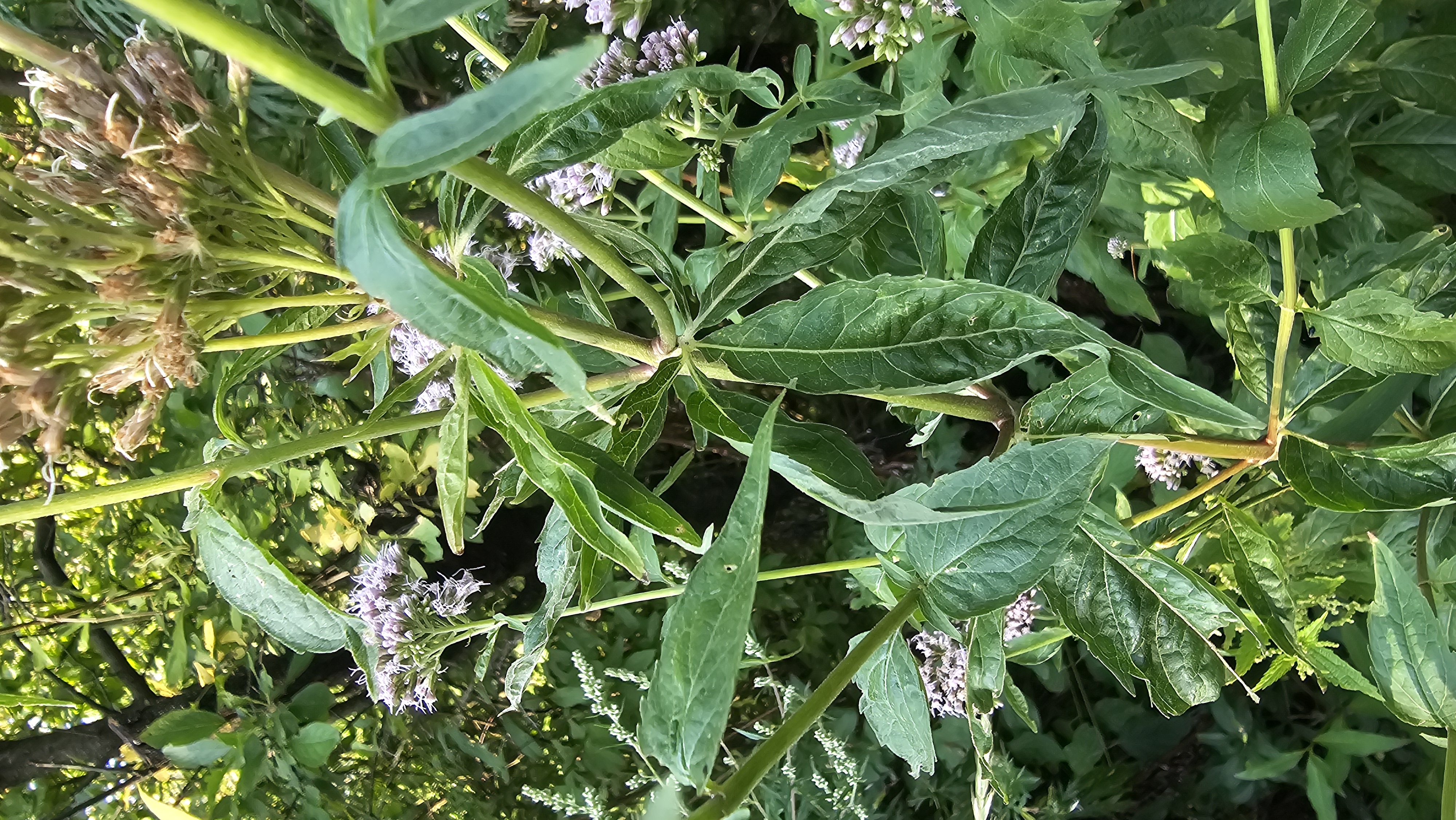 Konopáč obyčajný (Eupatorium cannabinum)