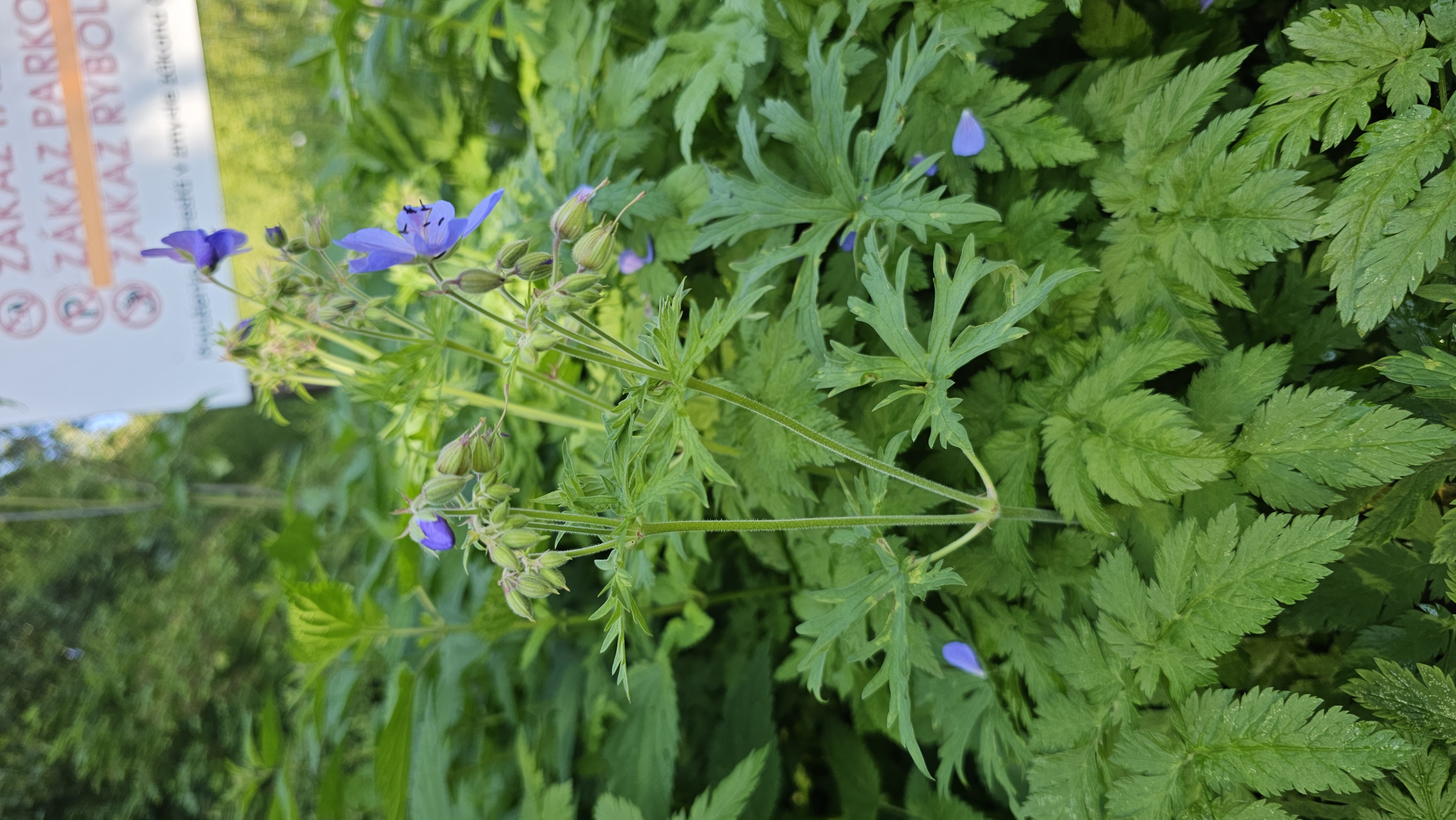 Pakost lúčny (Geranium Pratense)