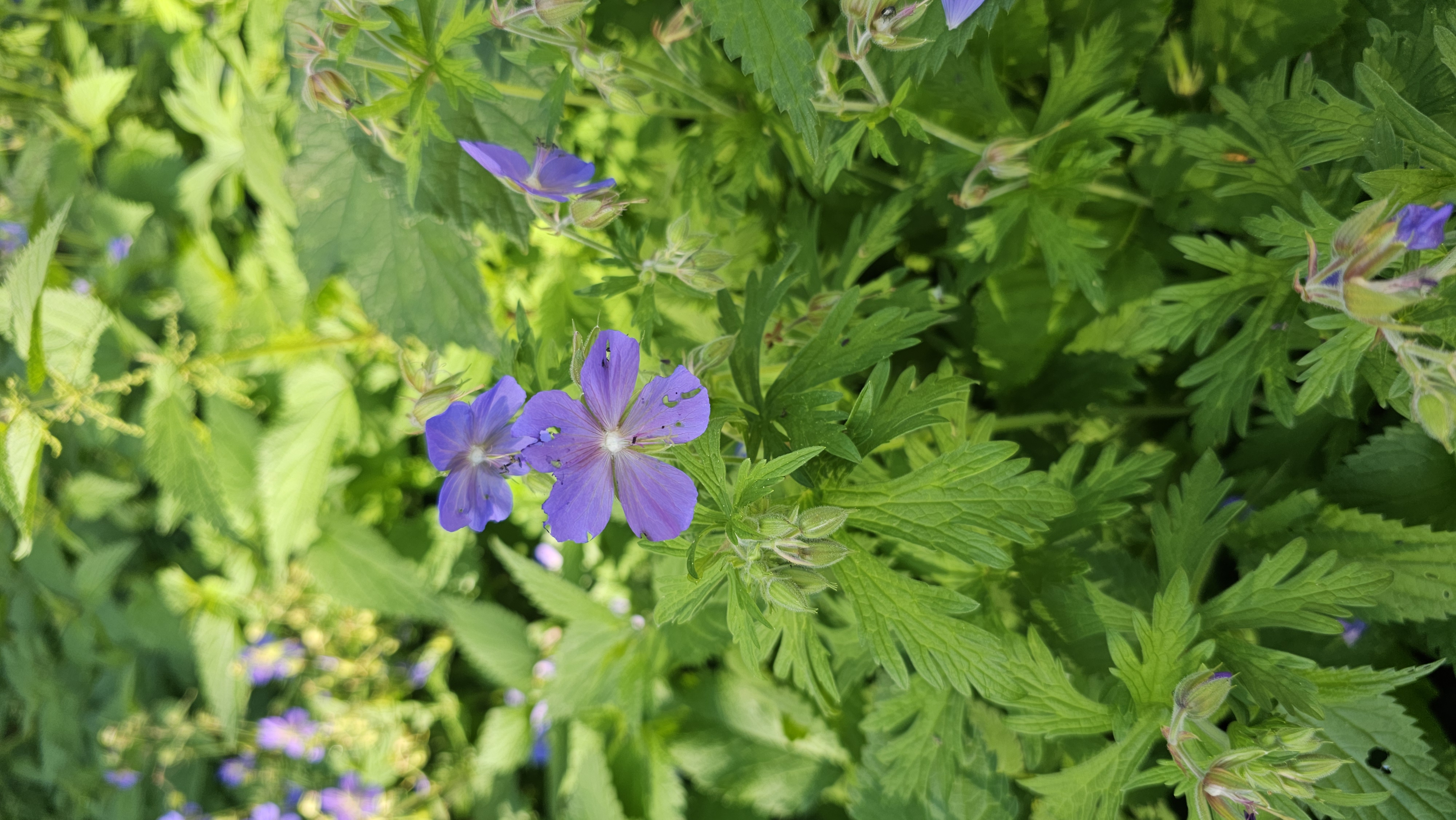 Pakost lúčny (Geranium Pratense)