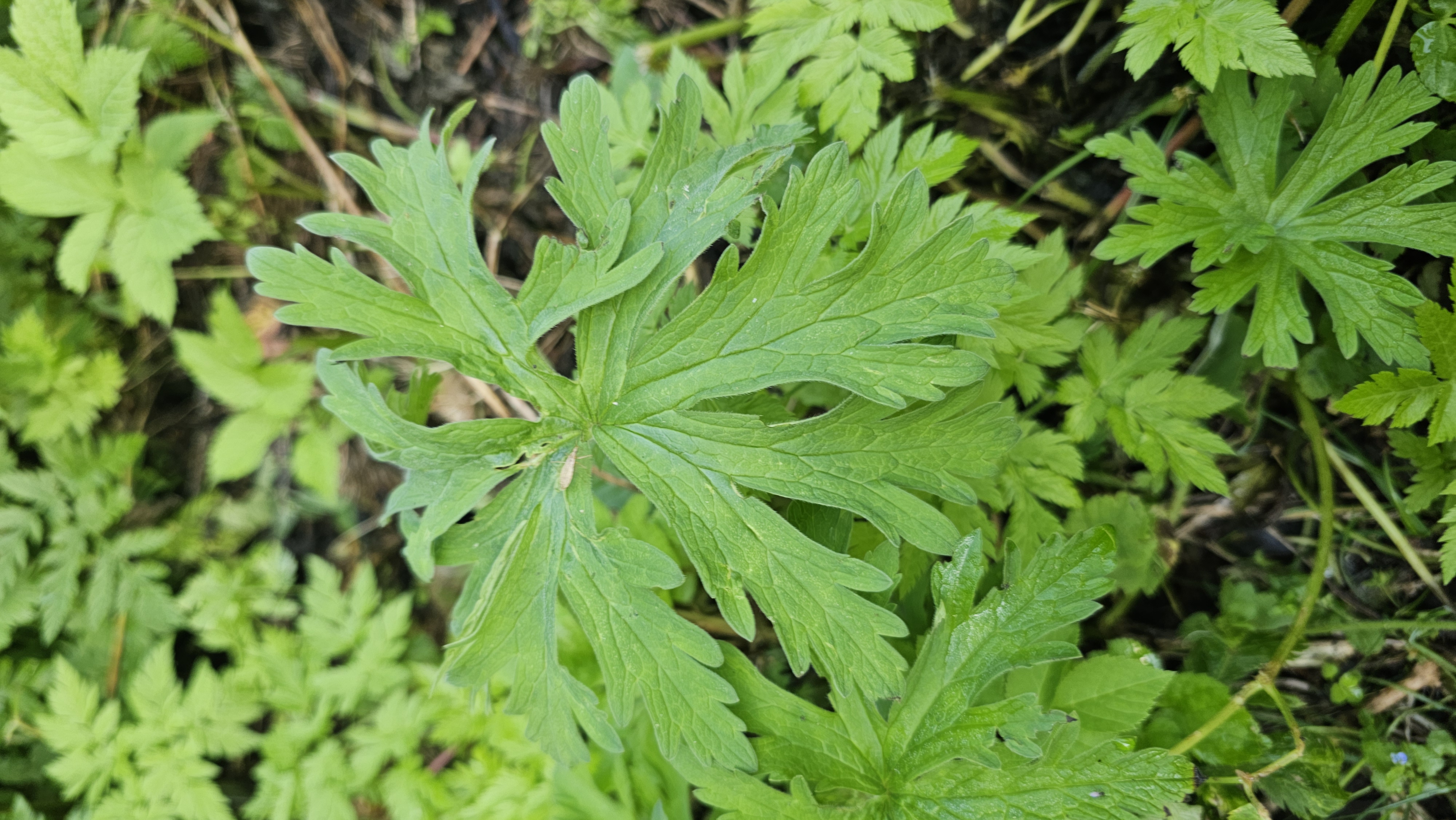 Pakost lúčny (Geranium Pratense)