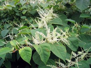 Pohánkovec japonský / Krídlatka mocná (Reynoutria japonica / Fallopia japonica)