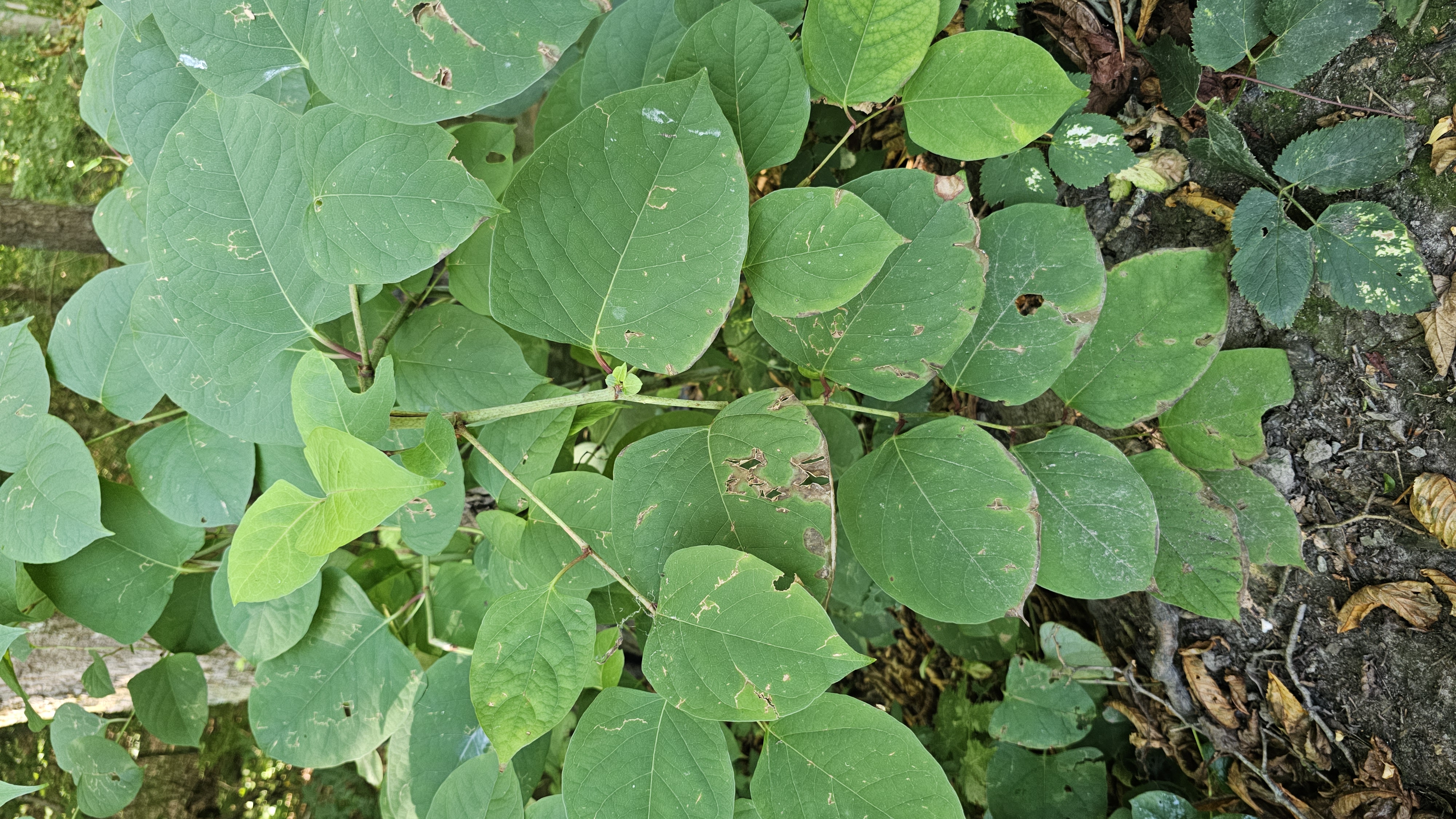 Pohánkovec japonský / Krídlatka mocná (Reynoutria japonica / Fallopia japonica)
