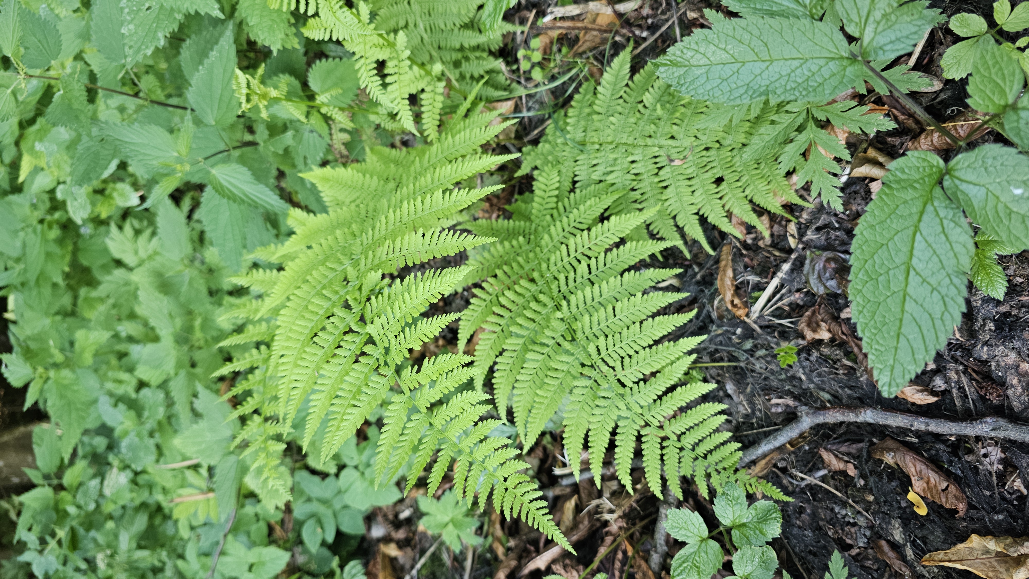 Papraď samčia (Dryopteris filix‑mas)