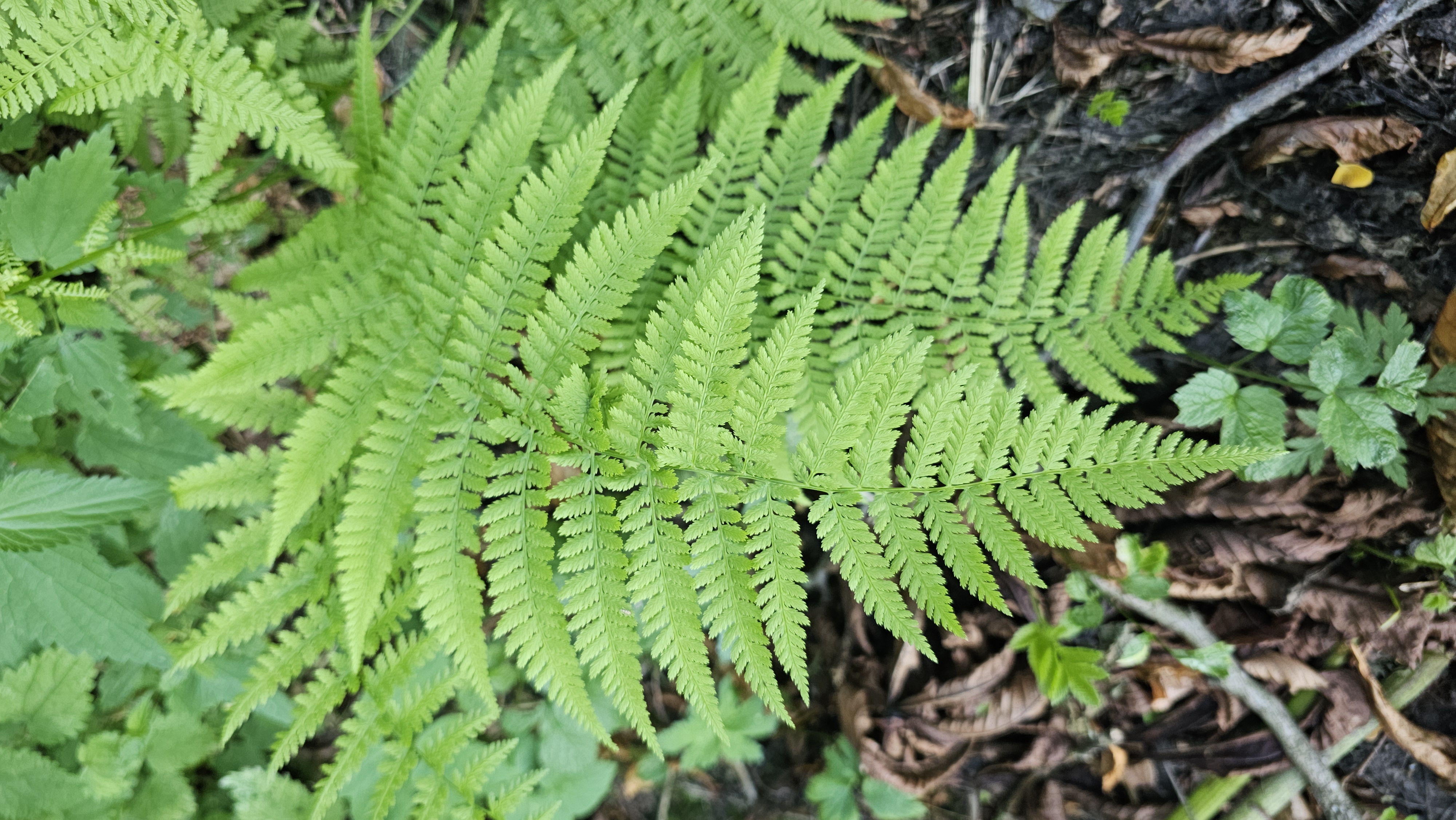 Papraď samčia (Dryopteris filix‑mas)