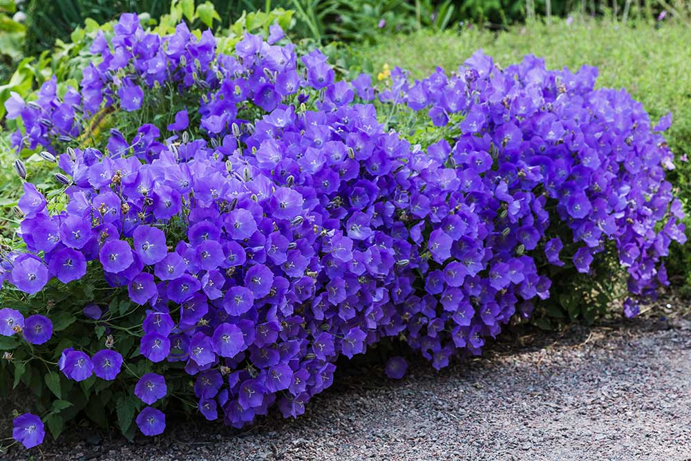 Zvonček karpatský (Campanula carpatica)