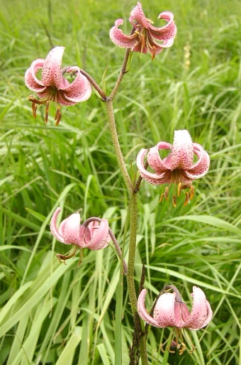 Ľalia zlatohlavá (Lilium martagon)
