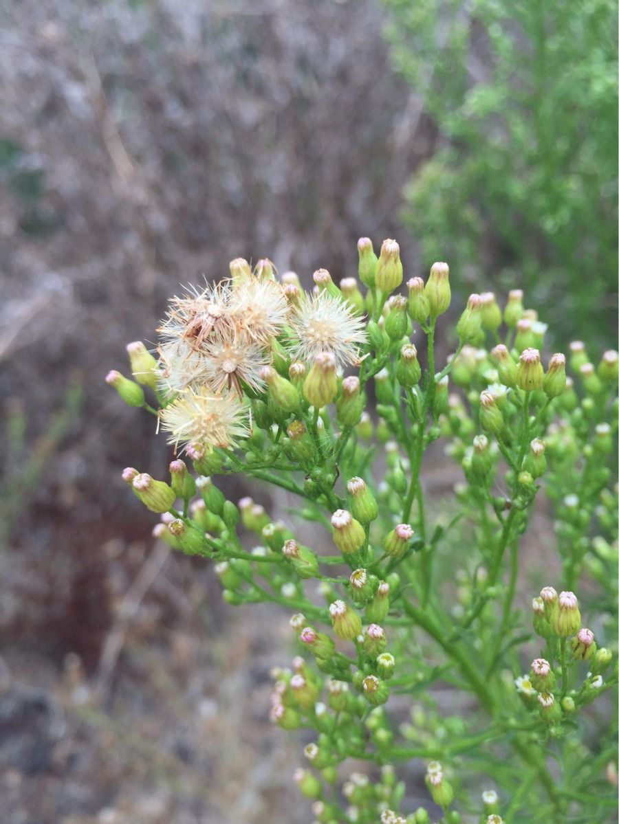 Turica kanadská (Erigeron canadensis)