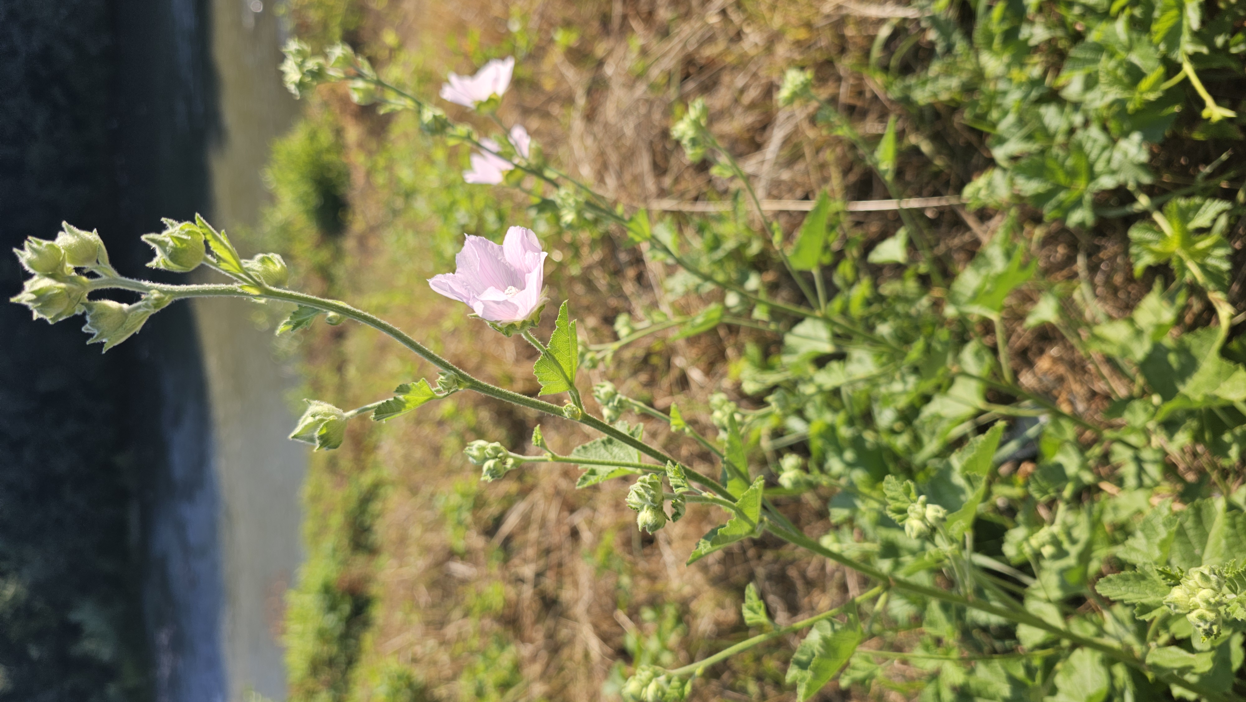 Slézovec durínsky (Lavatera thuringiaca)