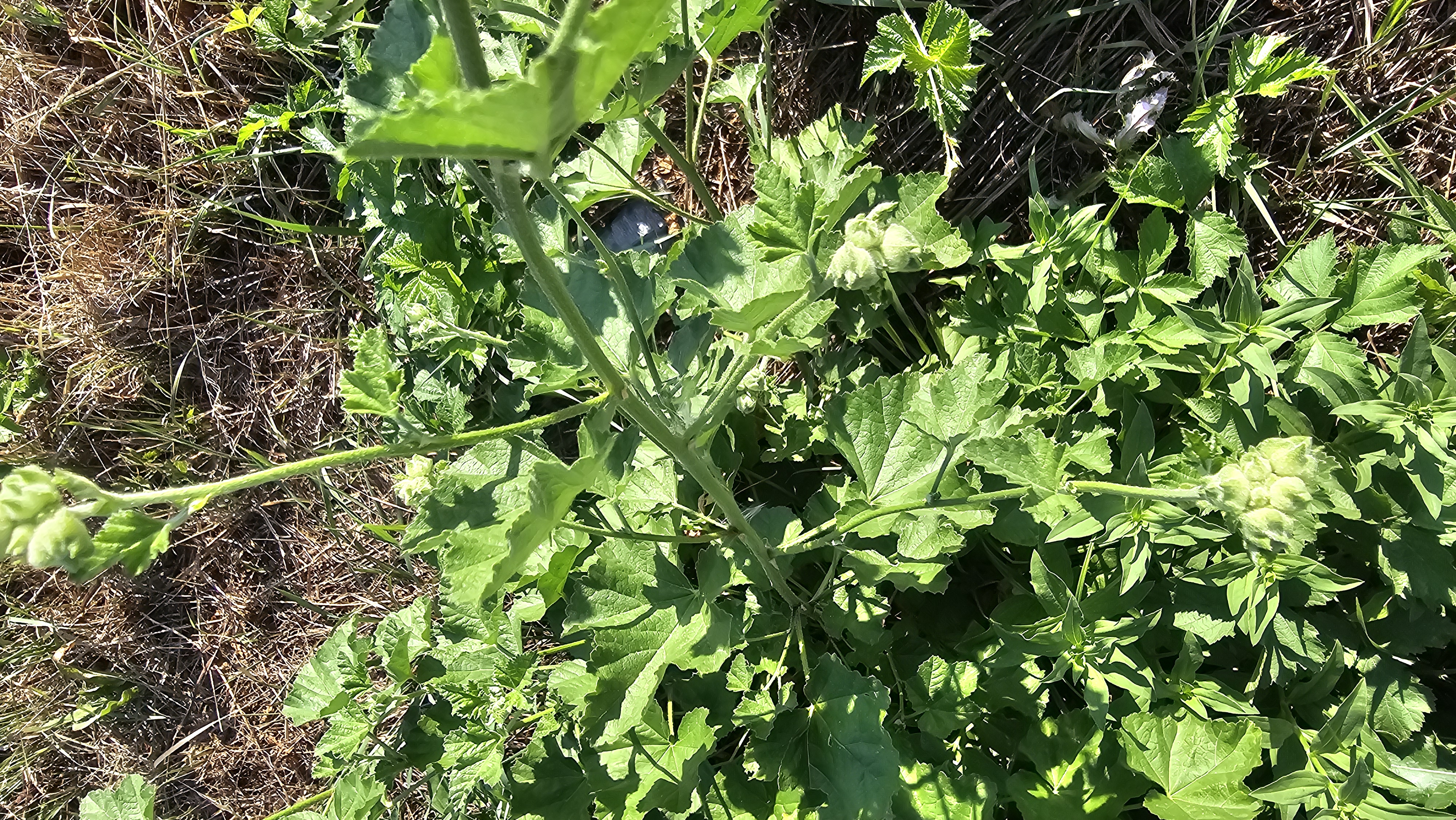 Slézovec durínsky (Lavatera thuringiaca)