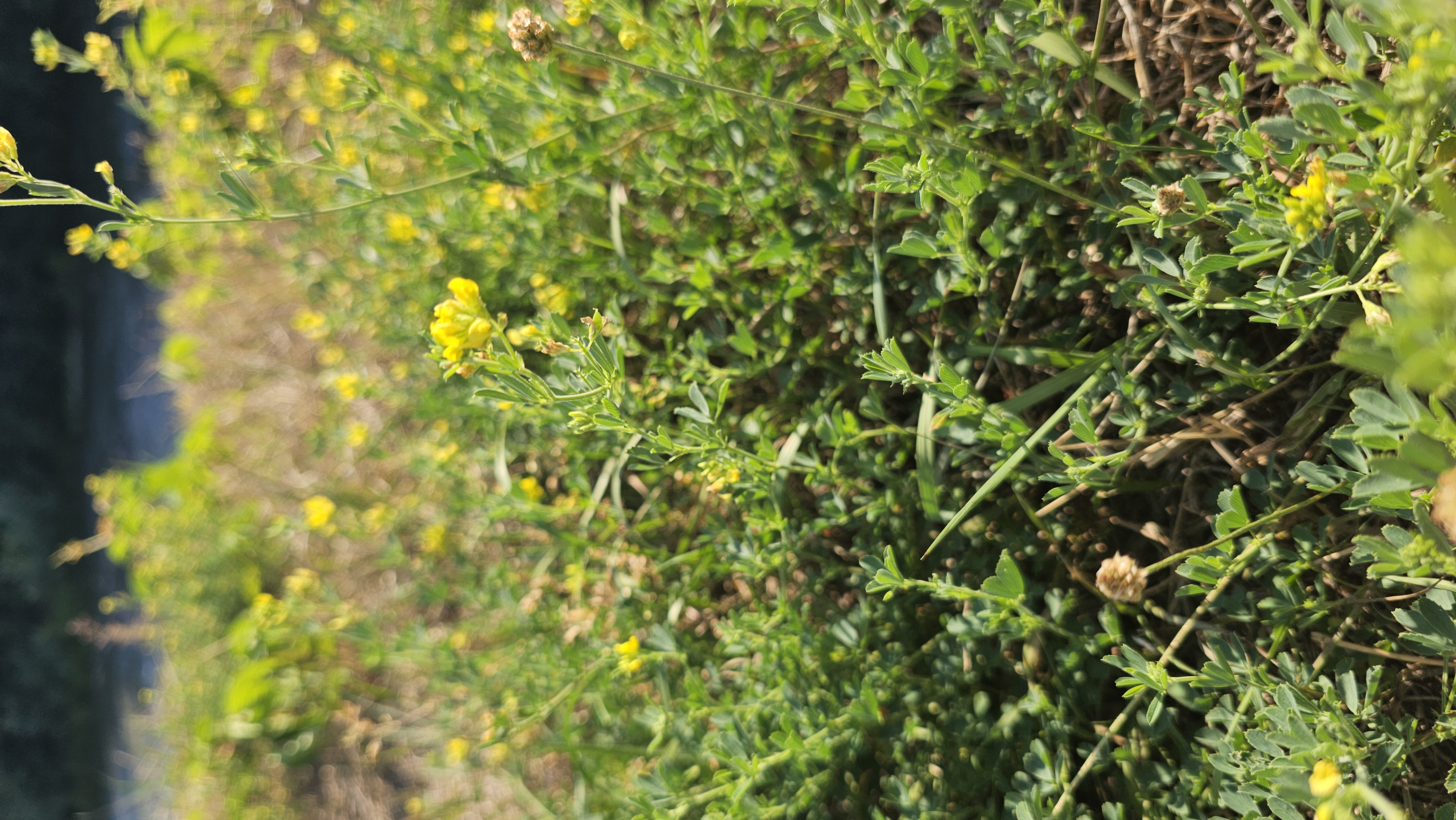 Lucerna ďatelinová (Medicago lupulina)