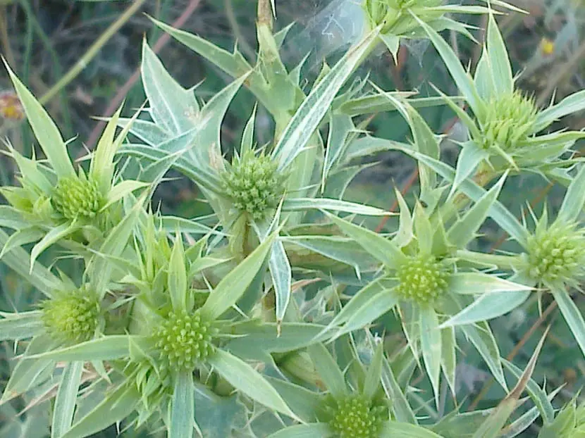 Kotúč poľný (Eryngium campestre)