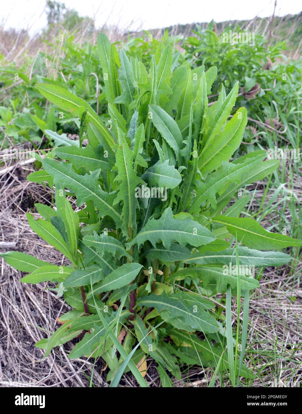Divoký šalát (Lactuca serriola)