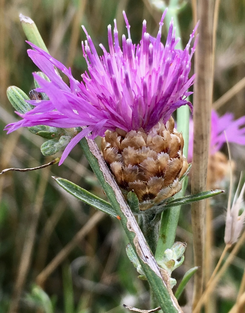 Hlaváč lúčny (Centaurea jacea)