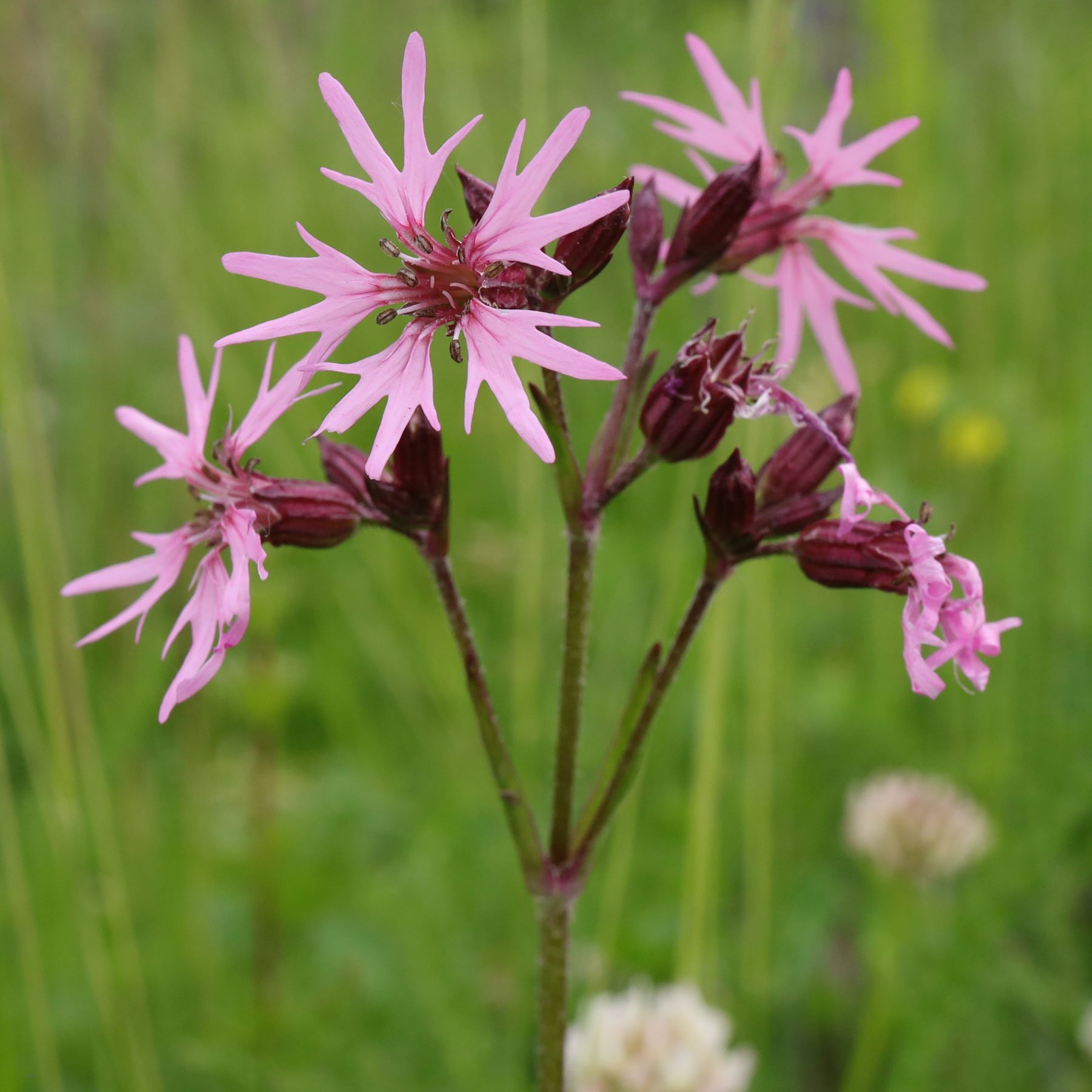 Obyčajné žabky (Silene vulgaris)