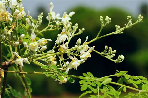 Moringa (Moringa oleifera)