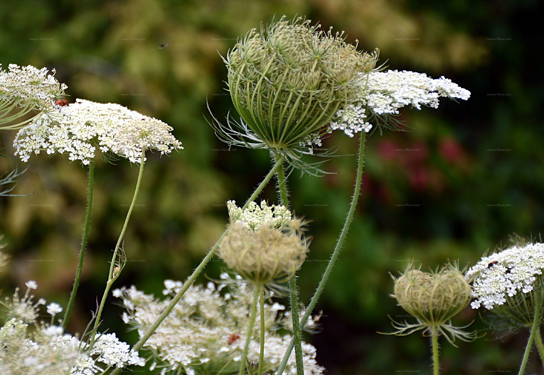 Mrkva obyčajná (Daucus carota)