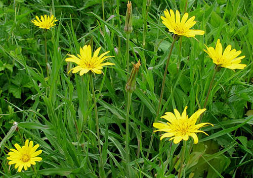 Kozobrada lúčna (Tragopogon pratensis)