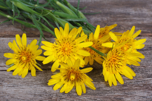 Kozobrada lúčna (Tragopogon pratensis)