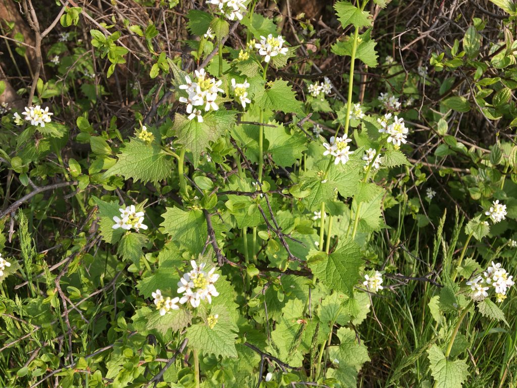 Cesnačka lekárska (Alliaria petiolata)