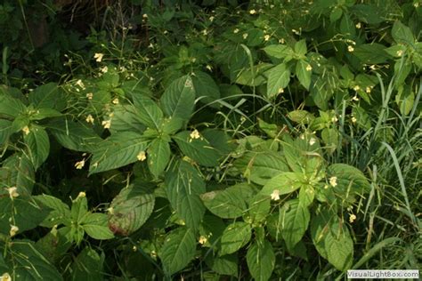 Netýkavka malokvetá (Impatiens parviflora)