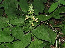 Šalvia lepkavá (Salvia glutinosa)