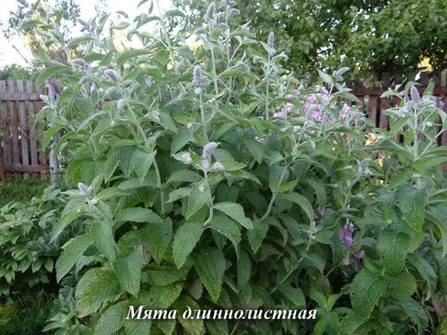 Mäta dlholistá (Mentha longifolia)