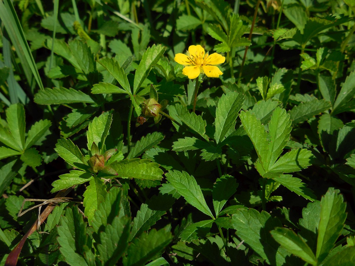 Nátržník plazivý (Potentilla reptans)