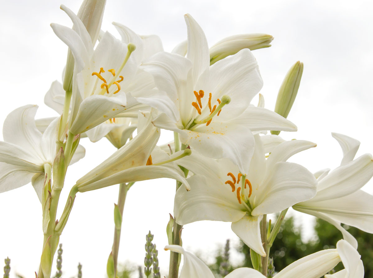 Ľalia biela (Lilium candidum)