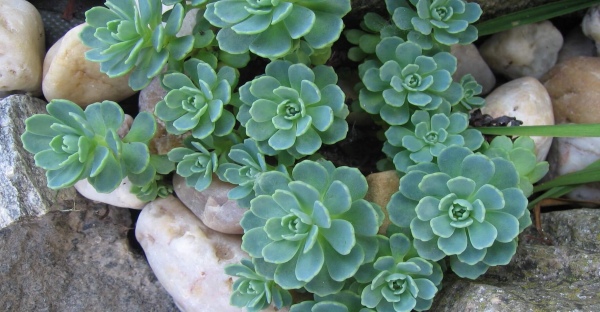 Rozchodník (Sempervivum tectorum)
