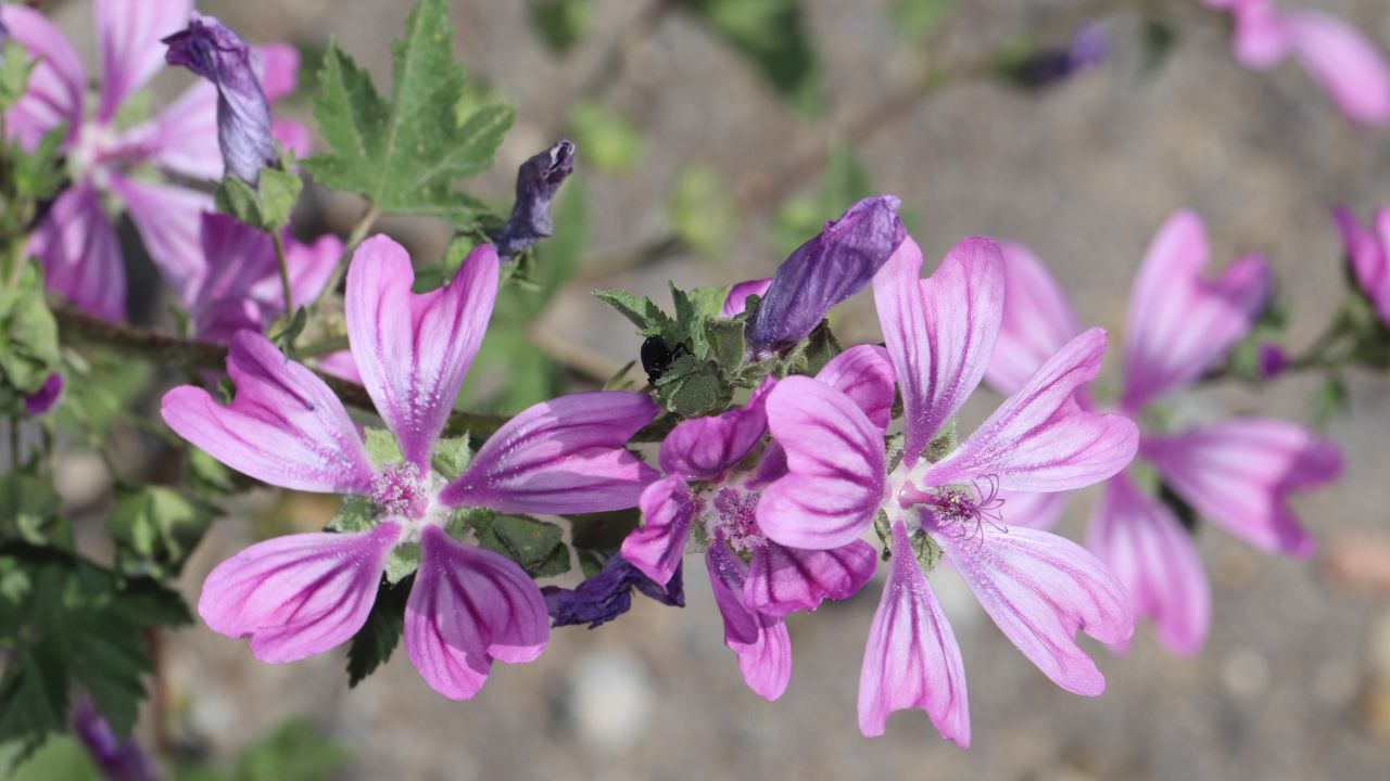 Slez maurský (Malva mauritiana)