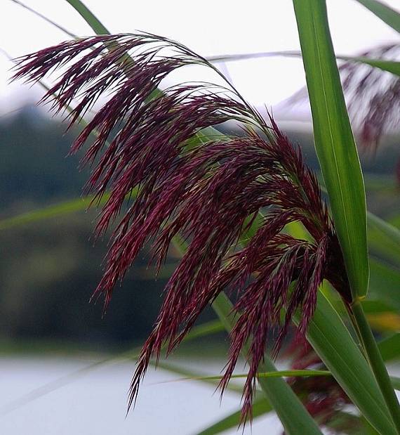 Trsť obyčajná (Phragmites australis)