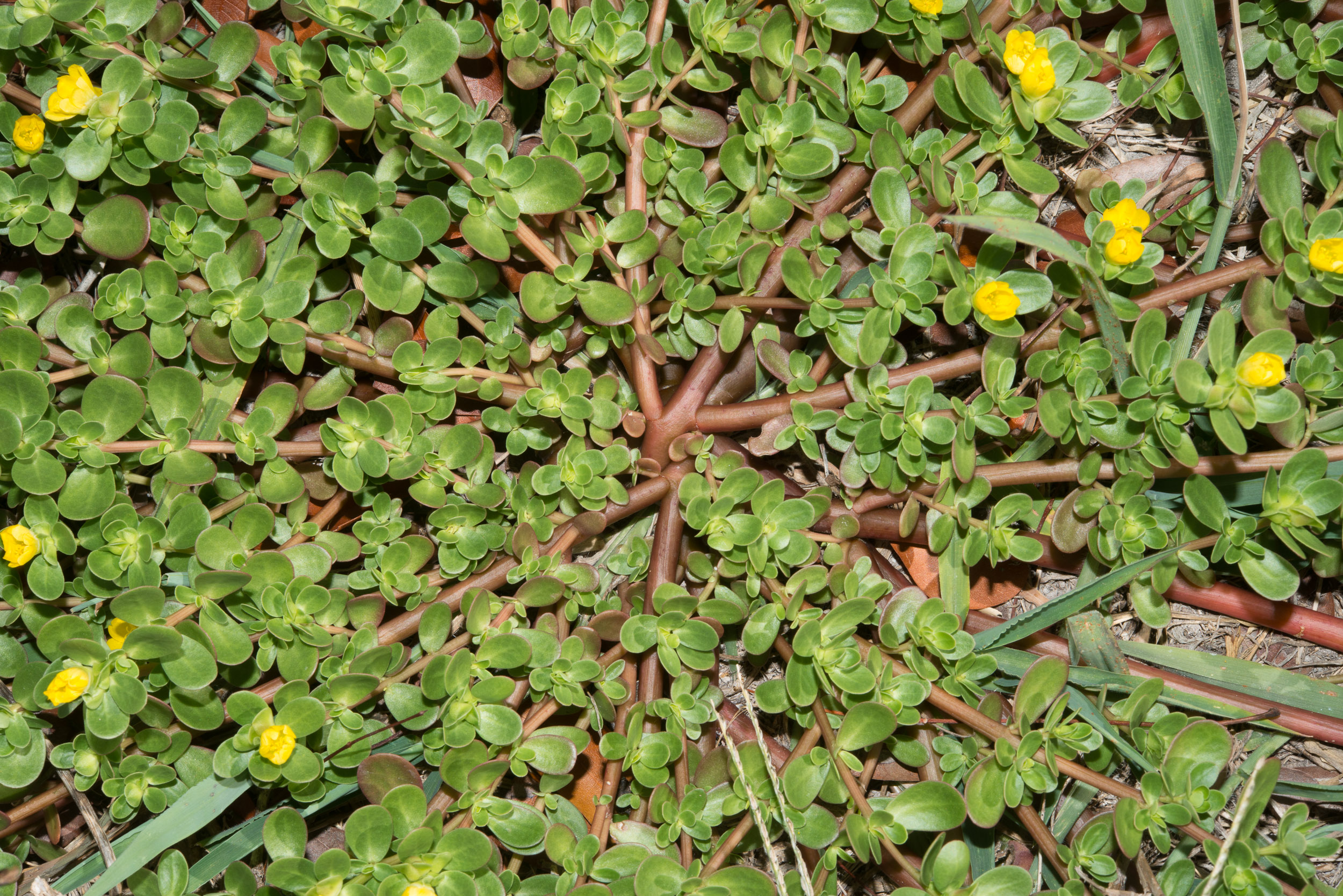 Portulaka zeleninová (Portulaca oleracea)