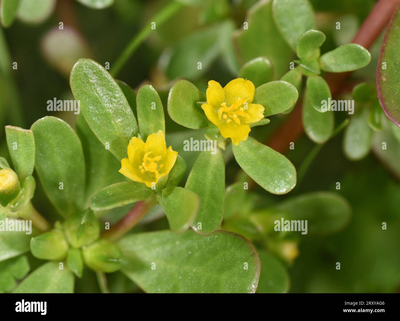 Portulaka zeleninová (Portulaca oleracea)